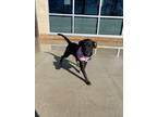 Adopt Allie a Mixed Breed