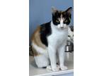 Adopt Purdy a Manx, Domestic Short Hair