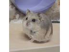 Adopt Kimberly a Dwarf Hamster