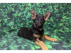 German Shepherd Dog Puppy for sale in Fort Wayne, IN, USA