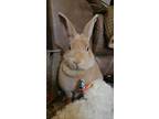 Adopt Clover a Bunny Rabbit