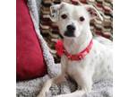 Adopt Kany a Rat Terrier, Boxer