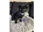 Adopt Taylor a Domestic Short Hair