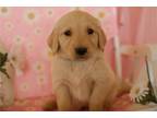 Golden Retriever Puppy for sale in Springfield, MO, USA