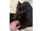 Adopt Phoebe a Domestic Short Hair