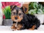 Yorkshire Terrier Puppy for sale in Springfield, MO, USA