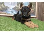 German Shepherd Dog Puppy for sale in Fort Wayne, IN, USA