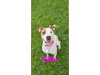 Adopt Ellie a Boxer, Labrador Retriever