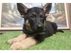 German Shepherd Dog Puppy for sale in Fort Wayne, IN, USA