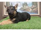 German Shepherd Dog Puppy for sale in Fort Wayne, IN, USA