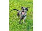 Adopt Tuna a Catahoula Leopard Dog, Border Collie