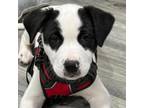 Adopt Zara a Australian Cattle Dog / Blue Heeler, American Staffordshire Terrier