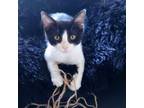 Adopt Joy a Domestic Short Hair