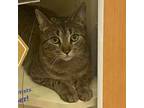 Adopt Stormy a Domestic Short Hair