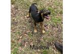 Adopt Marlow a German Shepherd Dog