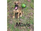 Adopt Mavis a German Shepherd Dog