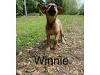 Adopt Winnie a German Shepherd Dog
