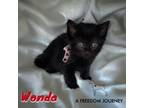 Adopt Wonda a Domestic Medium Hair