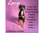 Adopt Lucy a Doberman Pinscher