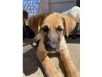 Adopt Mulan a Anatolian Shepherd, Mixed Breed