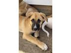 Adopt Belle a Anatolian Shepherd, Mixed Breed