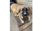 Adopt Elsa a Anatolian Shepherd, Mixed Breed