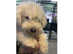 Adopt Daisy Mae a Miniature Poodle, Mixed Breed