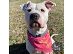 Adopt Bethany a Dogo Argentino