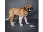 Adopt Zuzu a Black Mouth Cur, Husky