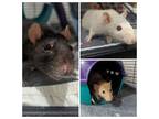 Adopt Bear, Flour, Toffee, and Female Babies a Rat