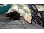 Adopt Bear, Flour, Toffee, and Female Babies a Rat