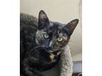 Adopt Lucy a Domestic Short Hair