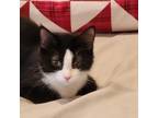 Adopt Cindi a Domestic Short Hair