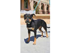 Adopt Nikki a Rottweiler, Mixed Breed