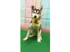 Adopt Emery a Siberian Husky, Shepherd