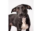 Adopt Annabell Grace a Pit Bull Terrier