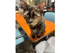 Adopt Piper a Tortoiseshell