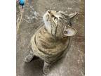 Adopt Persephone a Tabby