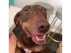 Adopt Robin a Dachshund