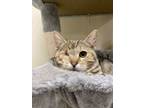 Adopt Gabby Pentin a Domestic Short Hair