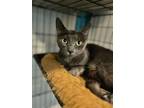 Adopt Rose a Domestic Short Hair