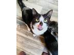 Adopt Perriwinkle a Domestic Short Hair