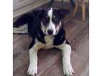 Adopt Lilah a Husky, German Shepherd Dog