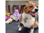 Adopt Layla a Jack Russell Terrier