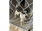 Adopt Livi a Rat Terrier