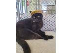 Adopt Roy Orbison a Domestic Short Hair