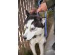 Adopt Nelson 0004 a Husky