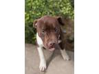 Adopt Braxton 0049 a Pit Bull Terrier