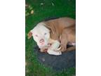 Adopt Miklo 0023 a Pit Bull Terrier