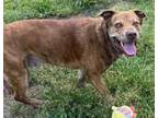 Adopt SAM a Pit Bull Terrier, Mixed Breed